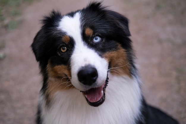 cão pastor australiano de três cores com a boca aberta. olhos de cores diferentes.