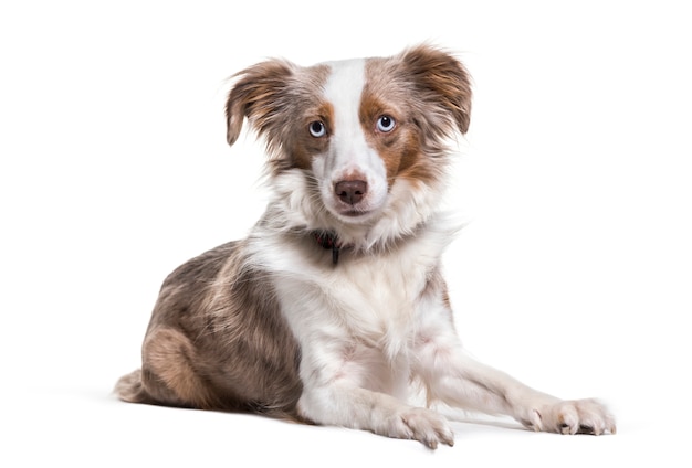 Cão pastor australiano deitado, cortado