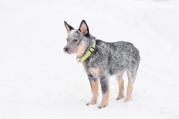 Cão pastor australiano e queda de neve.