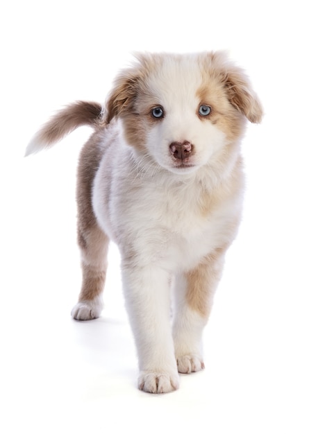 Cão pastor australiano em branco