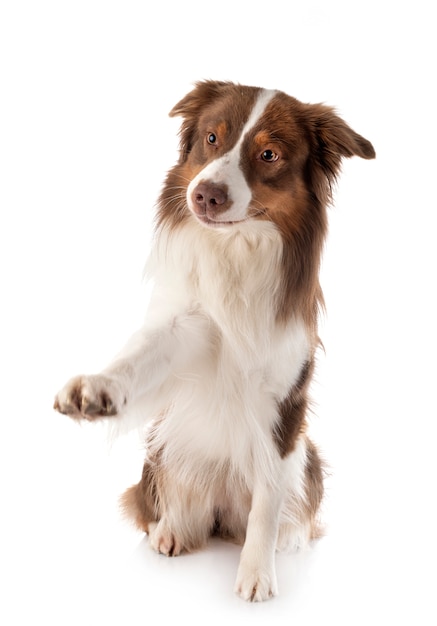 Cão Pastor Australiano Em Pé Diante De Um Fundo Branco Foto de Stock -  Imagem de corte, sozinho: 259976604