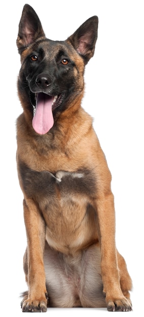 Cão pastor belga, 9 meses de idade, sentado