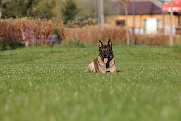 Cão pastor belga deitado em um campo