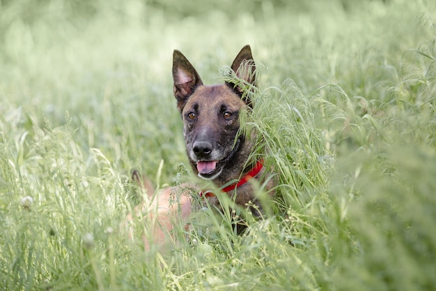 Cão pastor belga Malinois cão