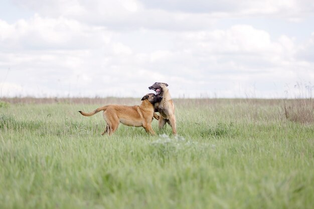 Cão pastor belga Malinois cão