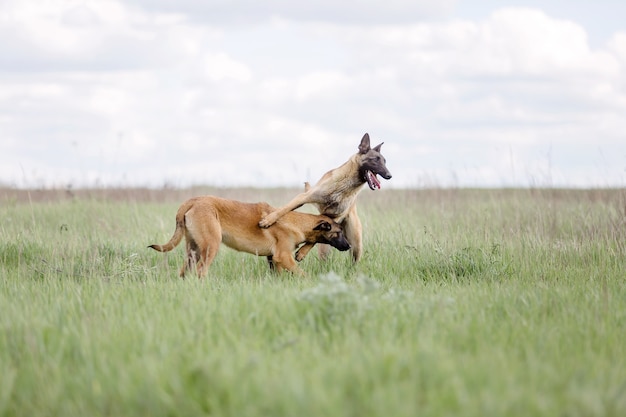 Cão pastor belga malinois cão