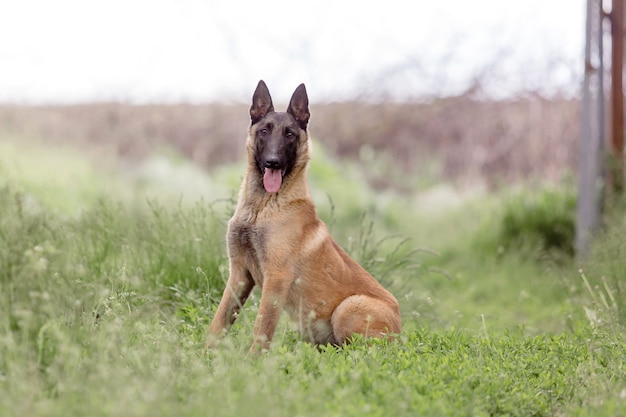 Cão pastor belga Malinois cão