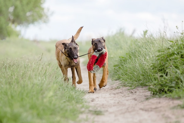 Cão pastor belga malinois cão