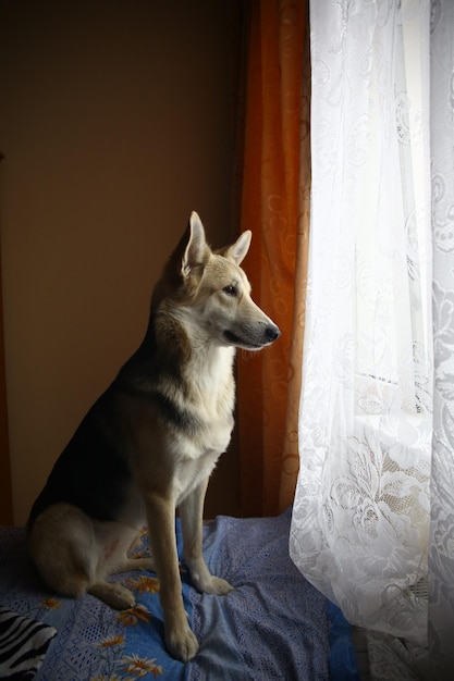 Cão pastor bonito olhando pela janela dentro de casa