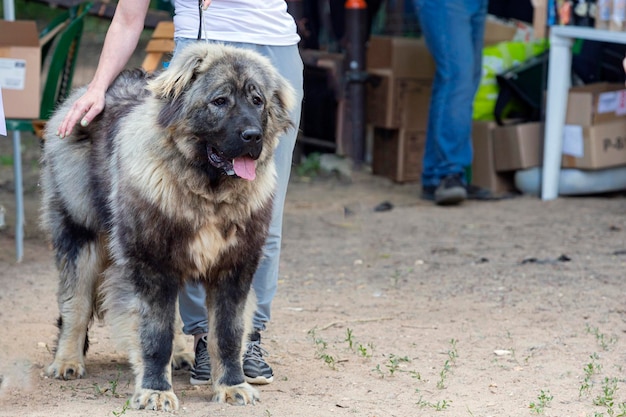 Cão pastor caucasiano na exposição de cães