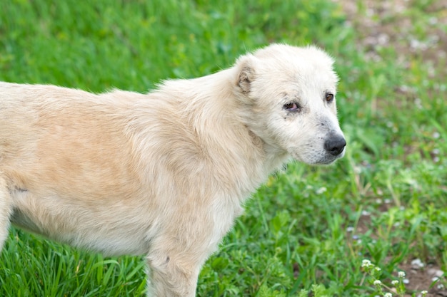 Cão pastor caucasiano