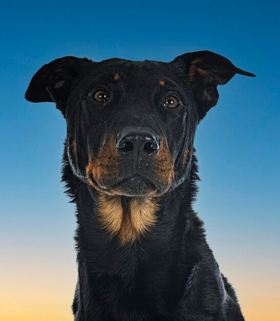 Cão pastor de Beauce em frente ao céu azul