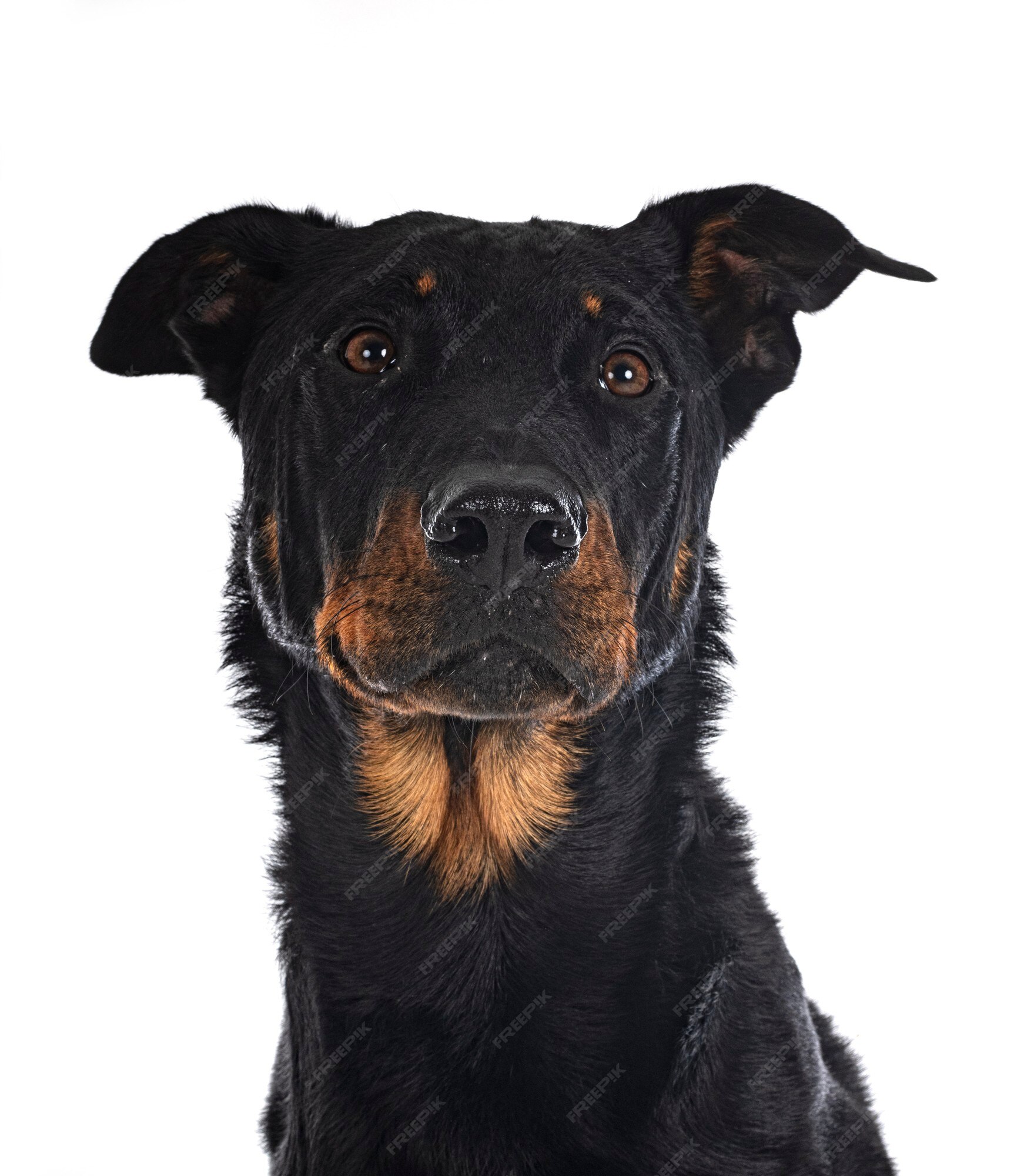 Cão Pastor Australiano Em Pé Diante De Um Fundo Branco Foto de Stock -  Imagem de corte, sozinho: 259976604