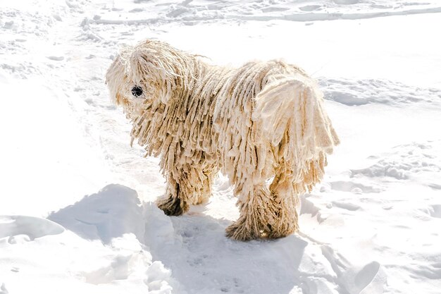 Cão-pastor de raça branca húngara de raça pura puli com dreadlock ao ar livre deitado na neve inverno