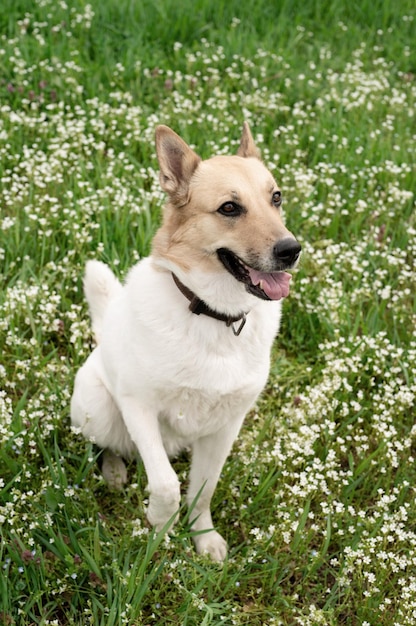 Cão pastor de raça mista bonito na grama verde em flores da primavera