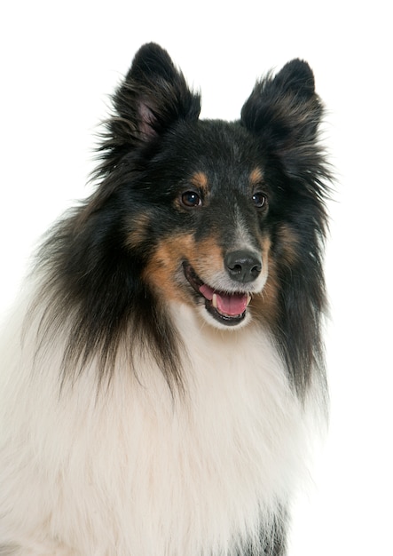 cão pastor de shetland adulto