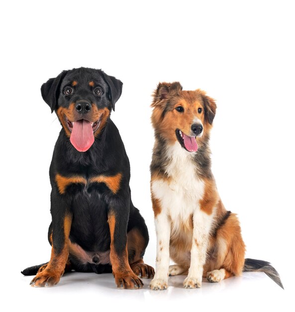 Cão pastor de Shetland e cachorro rottweiler em frente ao fundo branco