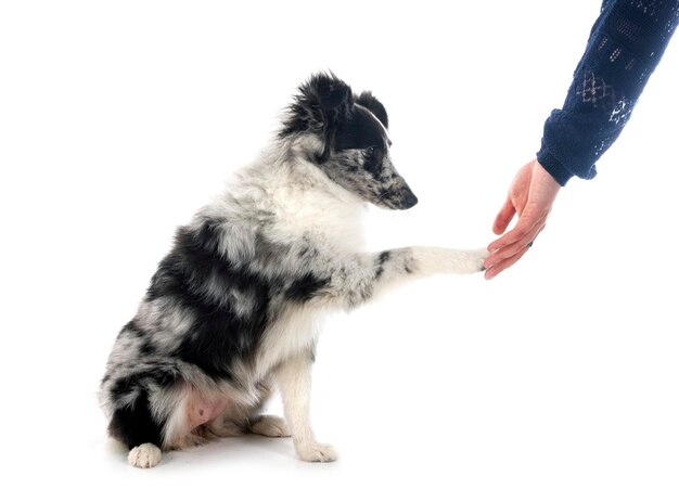 Cão pastor de Shetland em estúdio