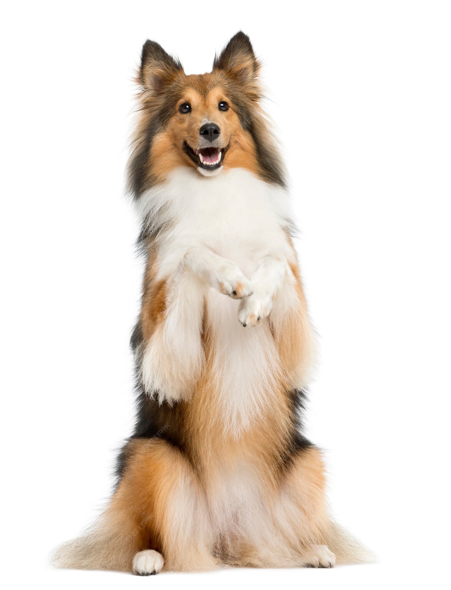 Banco de imagens : cachorro, animal, vertebrado, cansado, Raça cão, caro,  Cão de raça pura, Shetland sheepdog, Cão, como, mamífero, Collie áspero,  Collie scotch, Pastor inglês 3690x2451 - - 715385 - Imagens Gratuitas -  PxHere