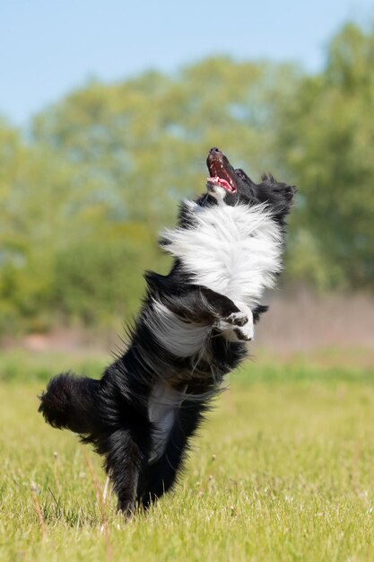 Cão pastor de Shetland saltando truques de cão animal de estimação engraçado