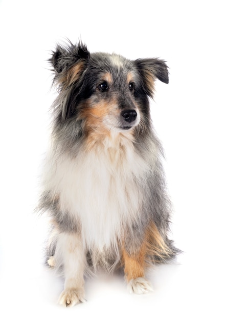 Cão pastor de Shetland