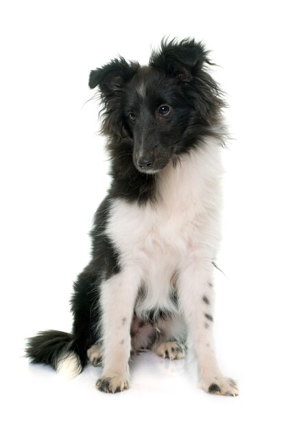 cão pastor de shetland