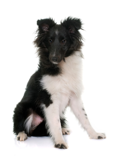 cão pastor de shetland