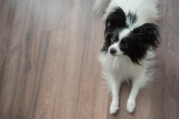 Cão-pastor engraçado em um piso de madeira escura Borboleta de cachorro Papillon