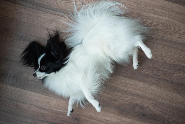 Cão-pastor engraçado em um piso de madeira escura Borboleta de cachorro Papillon