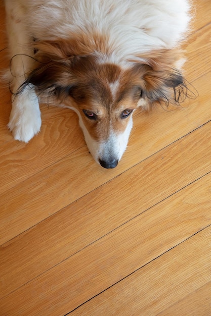 Cão pastor grego branco e fundo de piso de madeira de cor marrom