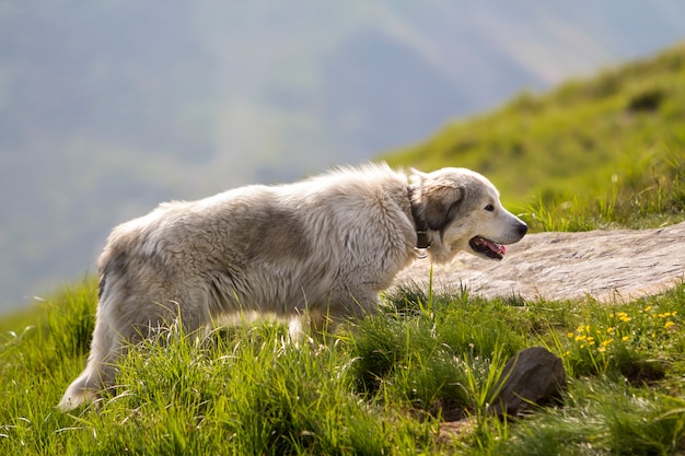 Cão-pastor inteligente crescido desgrenhado branco grande que anda apenas no prado verde íngreme da montanha rochosa gramada no dia de verão ensolarado no espaço da cópia da obscuridade - céu azul da noite do pressentimento azul escuro.