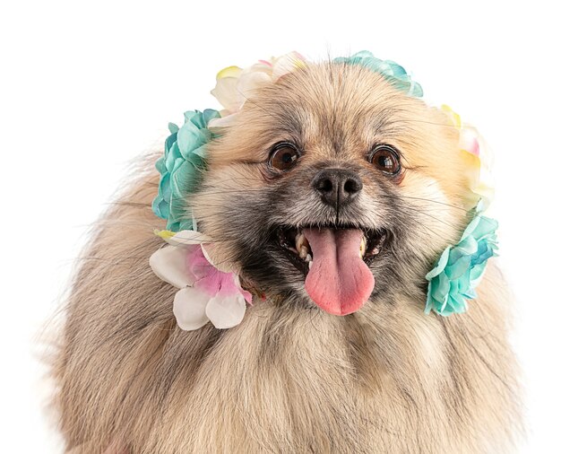 Foto cão pastor marrom da pomerânia com uma coroa de flores