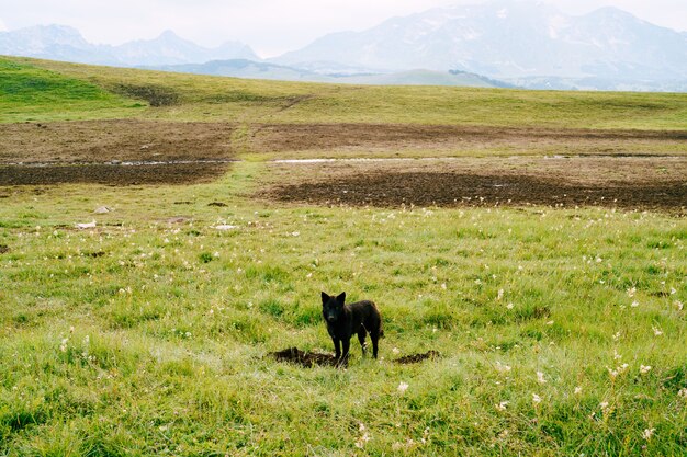 Cão pastor preto parado na grama do parque nacional durmitor, em montenegro