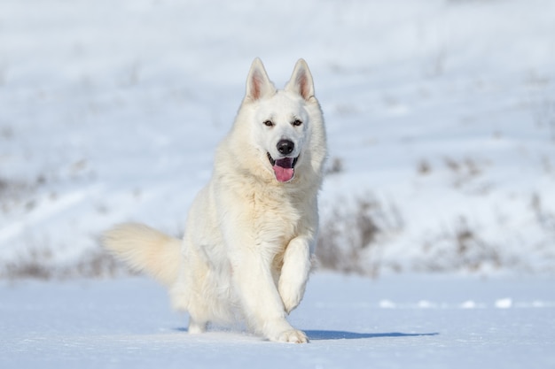 Cão pastor suíço branco correndo na neve no inverno