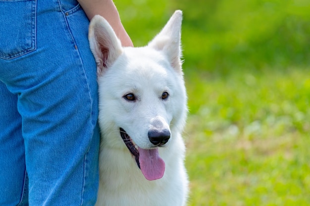 Cão pastor suíço branco perto de sua amante durante um passeio no parque