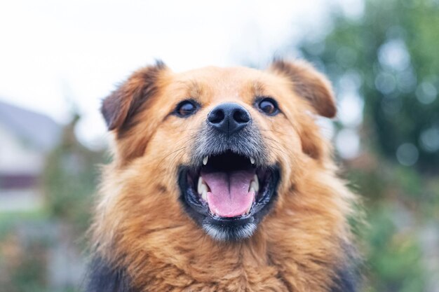 Cão peludo castanho com boca aberta sobre fundo desfocado Retrato de um cão alegre e amigável