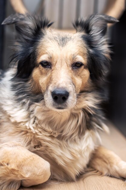 Foto cão peludo cinzento em casa retrato em close-up