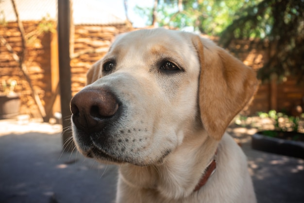 Cão peludo engraçado labrador na rua