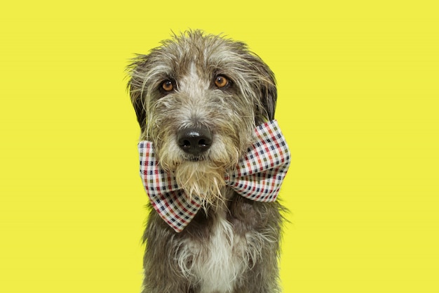 Cão peludo sério e elegante do retrato que comemora o carnaval ou a festa de anos.