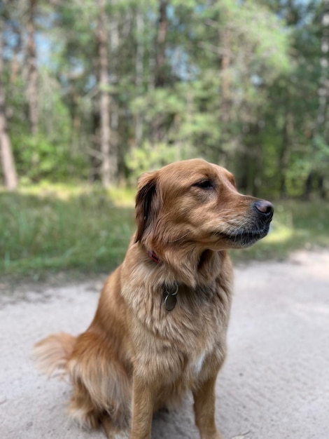 Cão peludo vermelho senta-se na floresta em um caminho em um dia ensolarado e brilhante e aproveita a vida