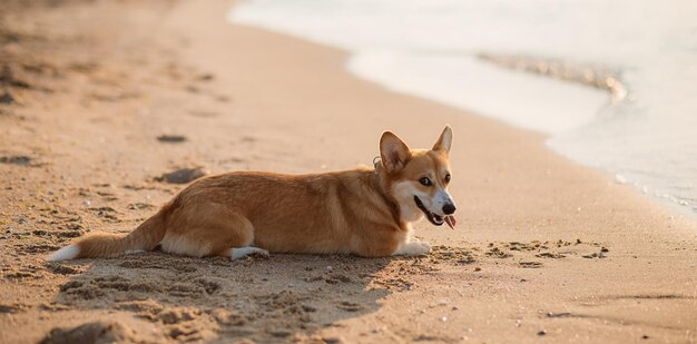 Cão pembroke de galês corgi feliz na praia