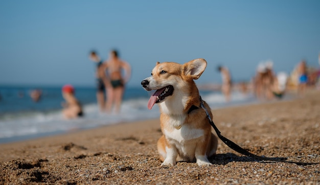 Cão pembroke de galês corgi feliz na praia