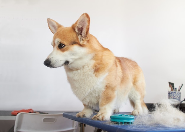 Cão Pembroke de Welsh corgi na mesa de aliciamento aparando ao lado do subpêlo penteado e do cabelo principal.