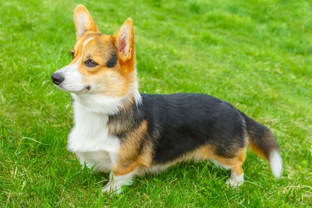 Cão Pembroke Welsh corgi sorrindo