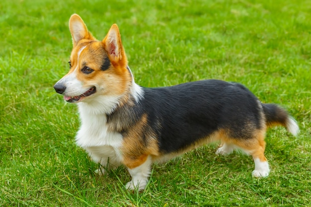 Cão Pembroke Welsh corgi sorrindo