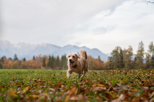 Cão pequeno bonito andando no lindo prado de outono.