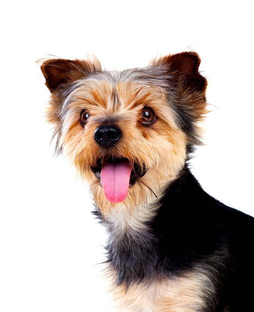 Cão pequeno bonito com cabelo cortado