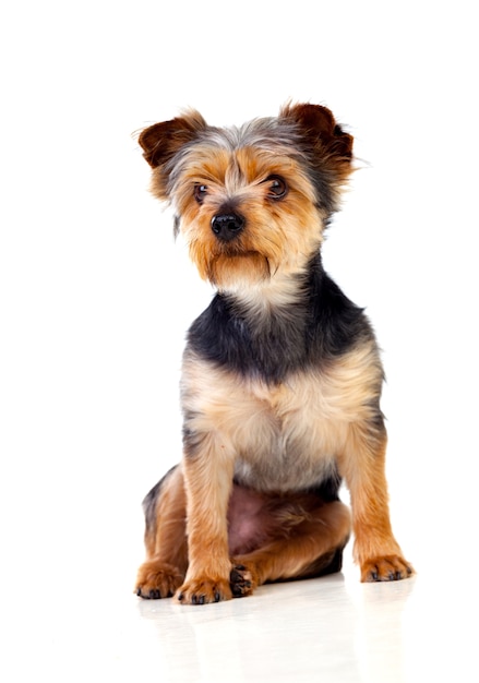 Cão pequeno bonito com cabelo cortado