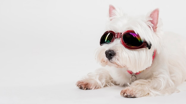 Foto cão pequeno bonito com óculos