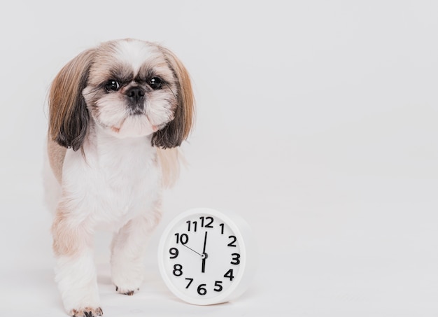 Cão pequeno bonito com um relógio